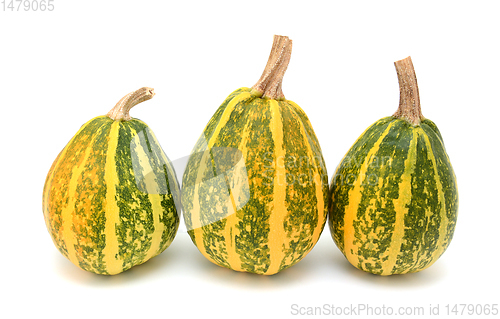 Image of Three tall green and yellow striped gourds as autumn decoration
