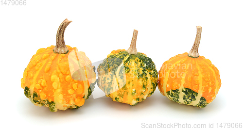 Image of Small warted gourds with lumpy skins - green and yellow 