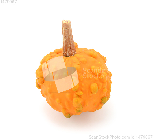 Image of Mini bright orange warted gourd for fall or Thanksgiving decorat