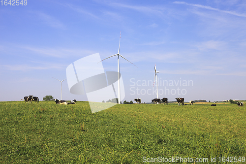 Image of Cows grazing near wind turbines