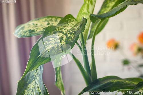 Image of A drop hangs on a leaf of a houseplant Dieffenbachia