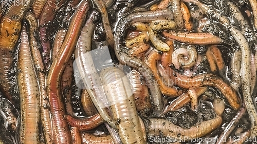 Image of Many earthworms crawling together closeup photo