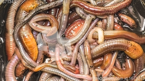 Image of Many earthworms crawling together closeup photo