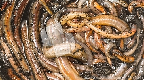 Image of Many earthworms crawling together closeup photo