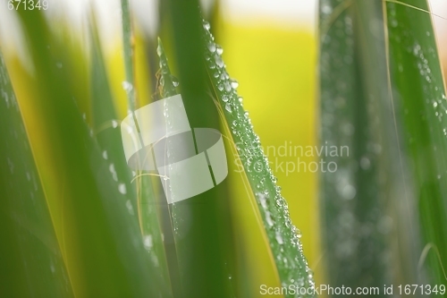 Image of leaf on ground covered with raindrops