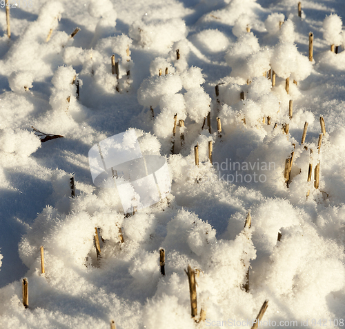 Image of Snow covered field