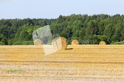 Image of harvested field