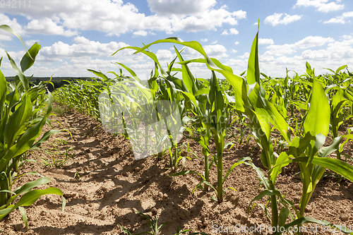 Image of Spring field of corn and sky
