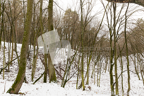 Image of trunks of trees in the winter forest