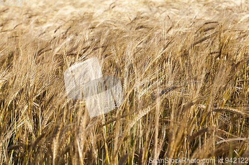 Image of yellow farm field