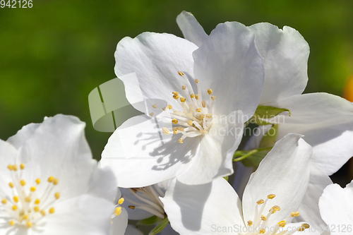 Image of jasmine flowers close up