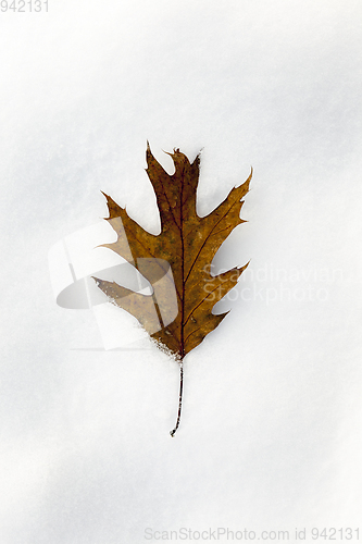 Image of yellow leaves on snow