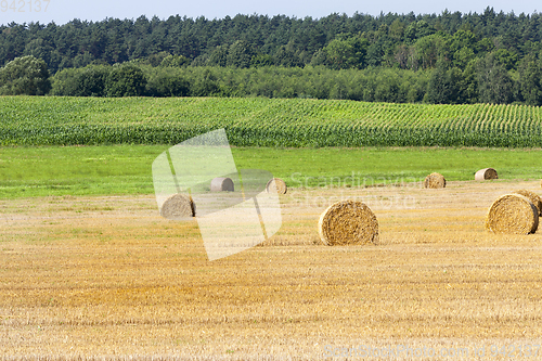 Image of field of corn