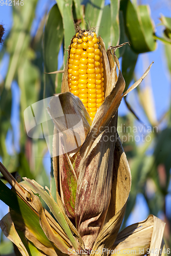 Image of Ripe corn cob