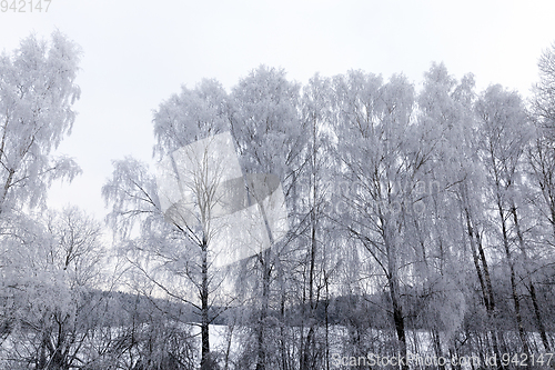 Image of Photographed winter forest