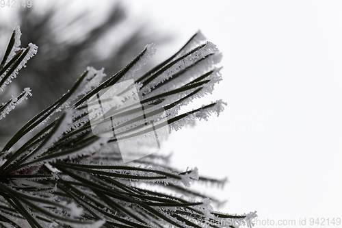 Image of Trees in the frost