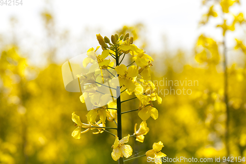 Image of Yellow Canola Flower
