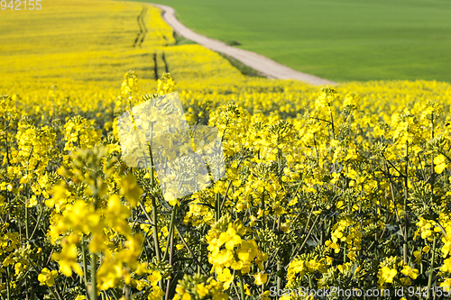 Image of Canola field and dirty road