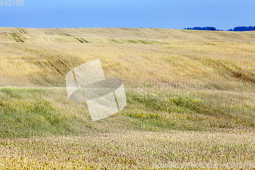 Image of yellow field, day