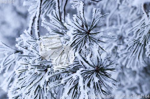 Image of Pine forest, close-up