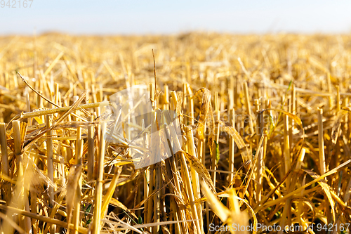 Image of Straw of ripe wheat