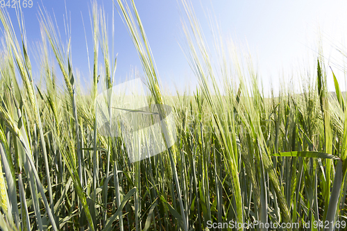 Image of green unripe cereal