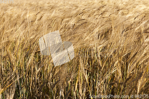 Image of agricultural field, cereals