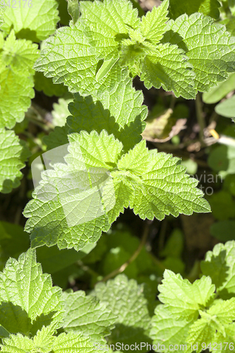 Image of Young leaves