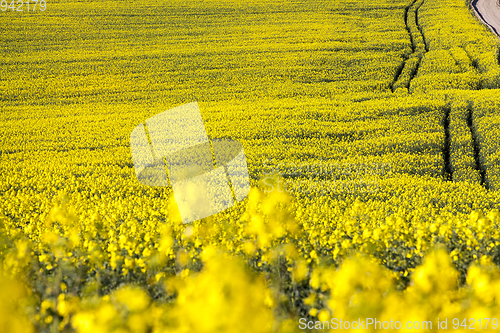 Image of Canola field