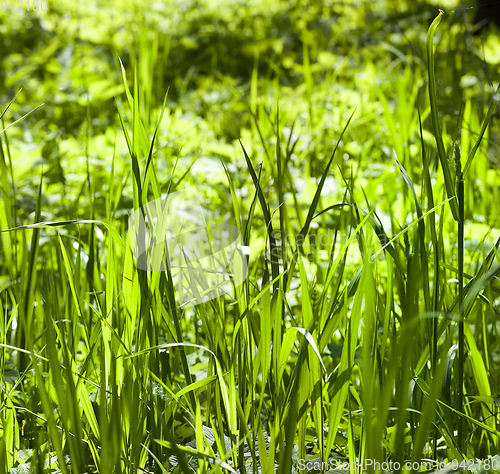 Image of Green grass