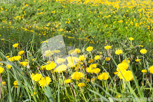 Image of Yellow dandelions