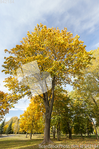 Image of maple tree with yellowing leaves in autumn park