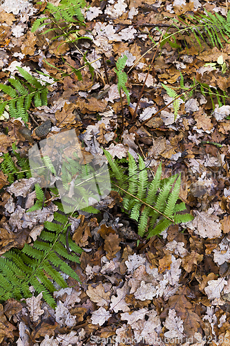 Image of Rotting foliage, close-up