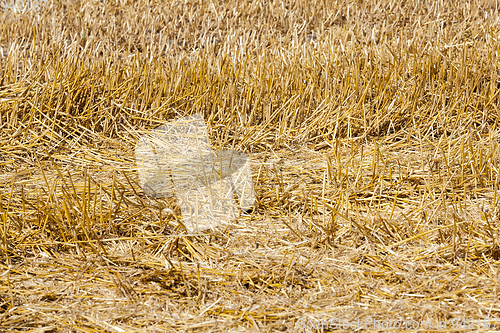 Image of Harvest cereals