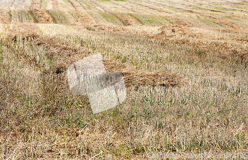 Image of Straw rapeseed