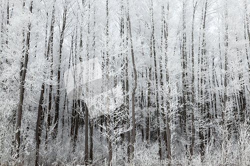 Image of Trees in the frost