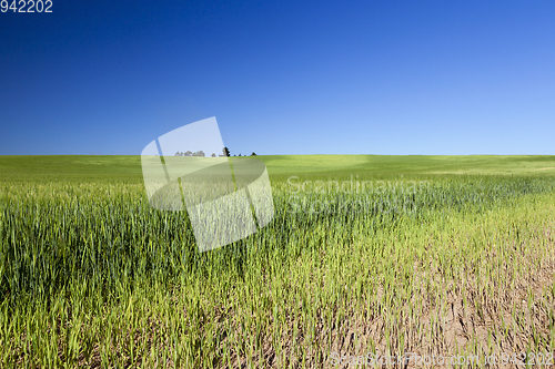 Image of Field with cereal