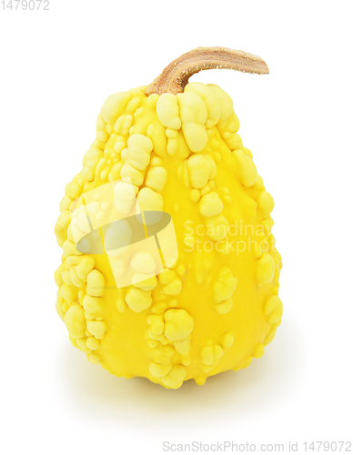 Image of Tall ornamental warted gourd with yellow skin 