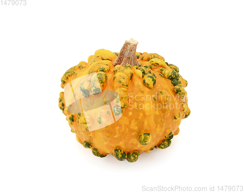 Image of Lumpy, warted ornamental gourd with orange and green markings