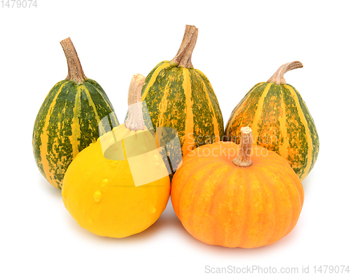 Image of Five autumnal ornamental gourds, squashes and a mini pumpkin