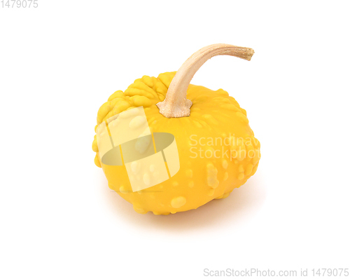 Image of Warted yellow ornamental gourd with long, curved stalk