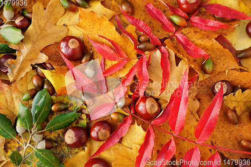 Image of Bright autumn leaves, conkers and evergreen oak acorns backgroun