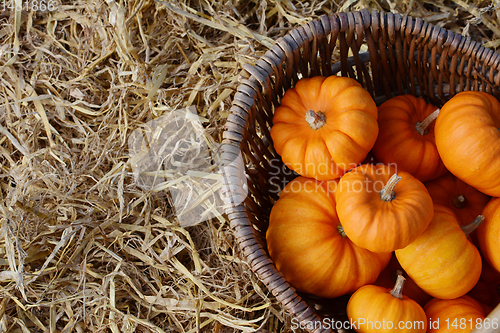 Image of Deep orange mini pumpkins in a woven basket 