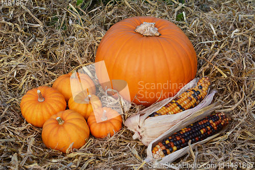 Image of Five mini pumpkins and ornamental corn cobs with a pumpkin 