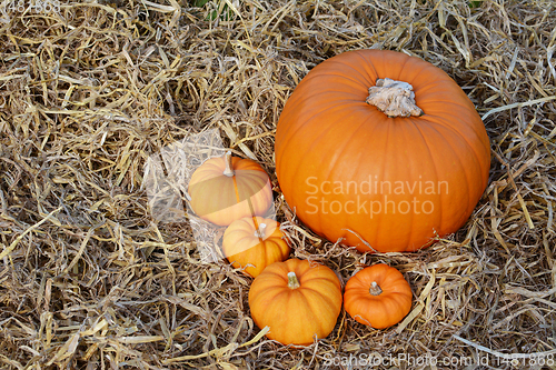 Image of Four autumnal mini pumpkins with a large pumpkin