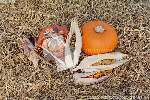 Image of Ornamental corn cobs with fall gourds 