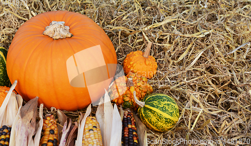 Image of Orange pumpkin with ornamental corn and warted gourds 