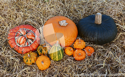 Image of Group of large and small pumpkins and gourds 