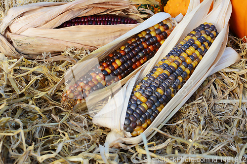 Image of Three cobs of ornamental corn on a bed of straw