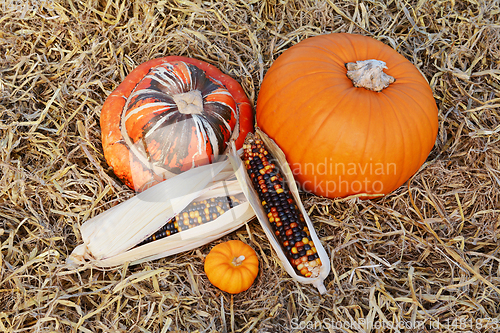 Image of Autumnal Turks turban gourd and pumpkin with ornamental corn cob